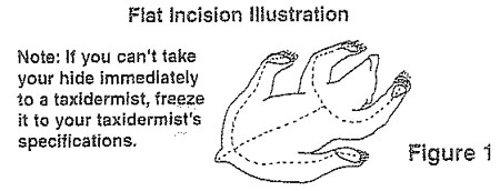 Flat Incision Illustration