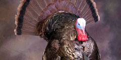 turkey taxidermy