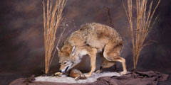 wolf taxidermy