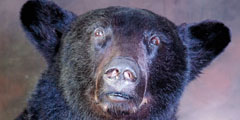 bear taxidermy