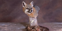 fox taxidermy