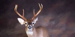 deer taxidermy